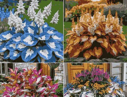 Multicolor Hosta Flower Seeds with FREE Plant Growth Serum