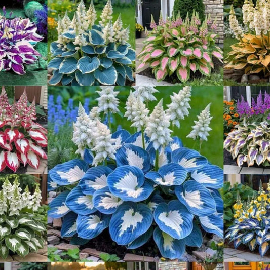 Multicolor Hosta Flower Seeds with FREE Plant Growth Serum